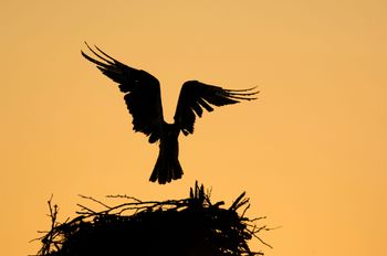 Osprey's Nest Public House Ltd. (Tanya) Logo